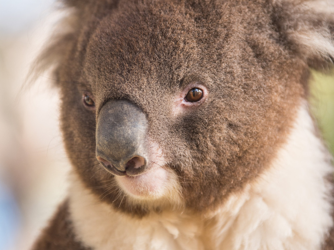 Kyabram Fauna Park-Kyabram必去景点