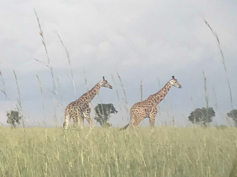 Triple Tee Adventures Ltd-坎帕拉必去景点