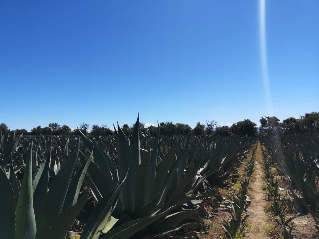 Rancho Magueyero San Isidro Ruta Del Pulque-Nanacamilpa必去景点