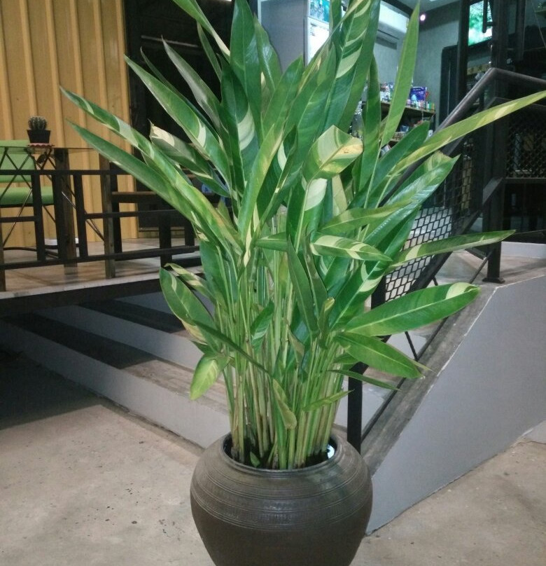 Chan Place Hotel主图