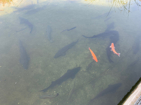 Forellenhof Nadler-Eching必去景点