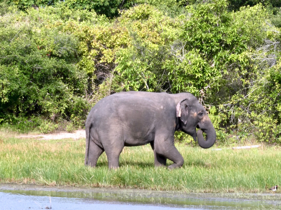 East Surf Cabanas主图