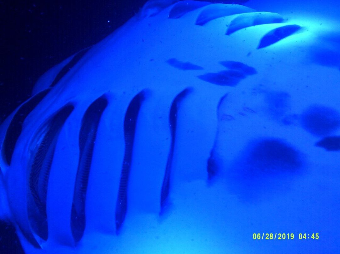 Maui Reef Adventures-毛伊岛必去景点