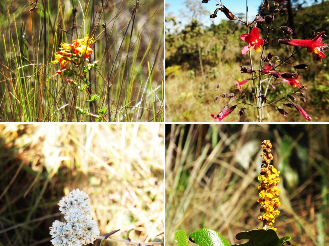Sitio Contrafortes do Espinhaco主图