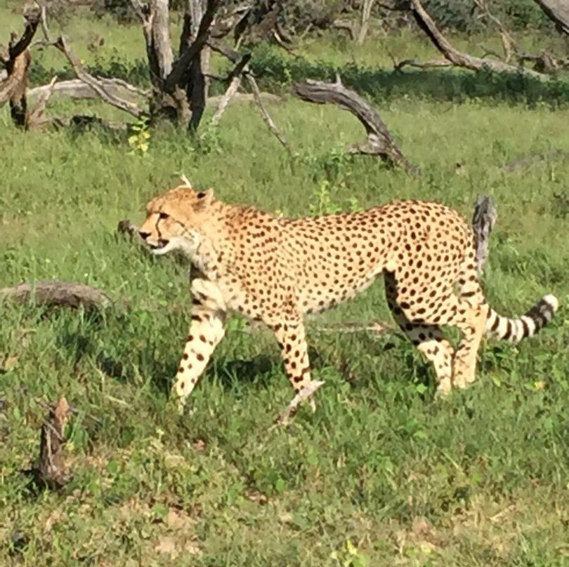 Hwange National Park景点图片
