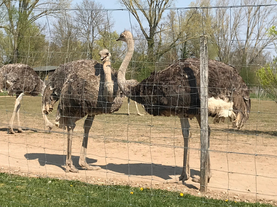 Straussenfarm Mhou-Rulzheim必去景点