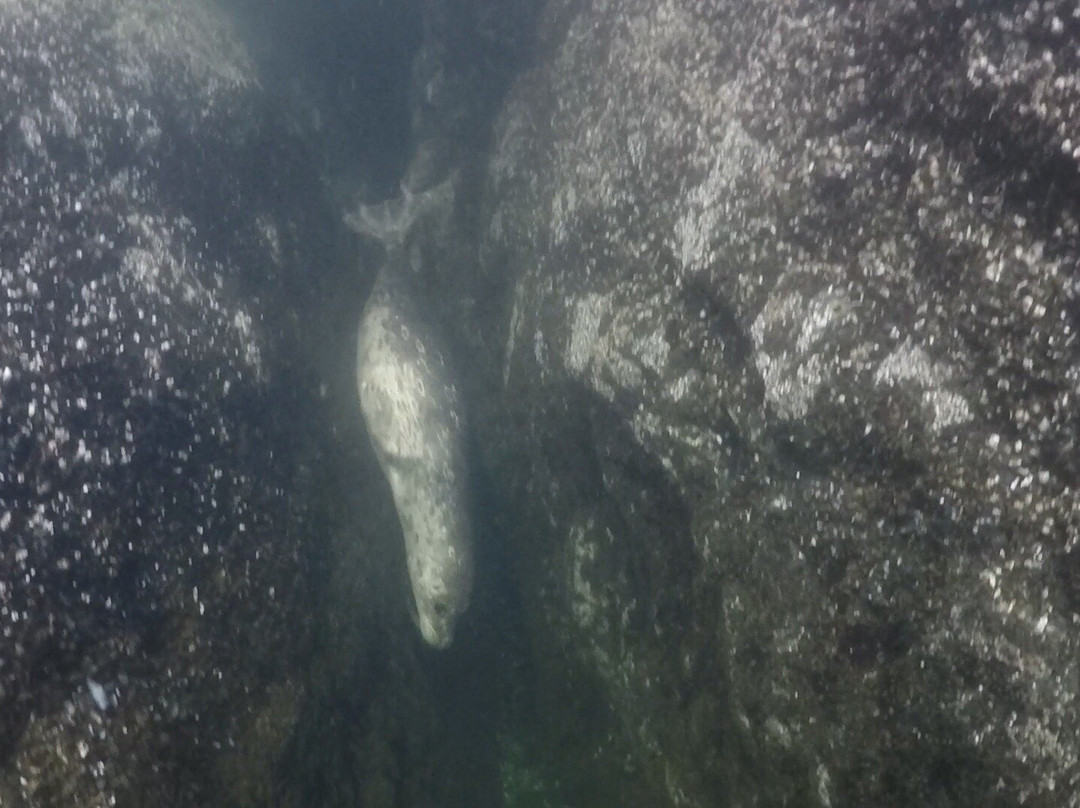 Sea Dragon Charters-马蹄湾必去景点