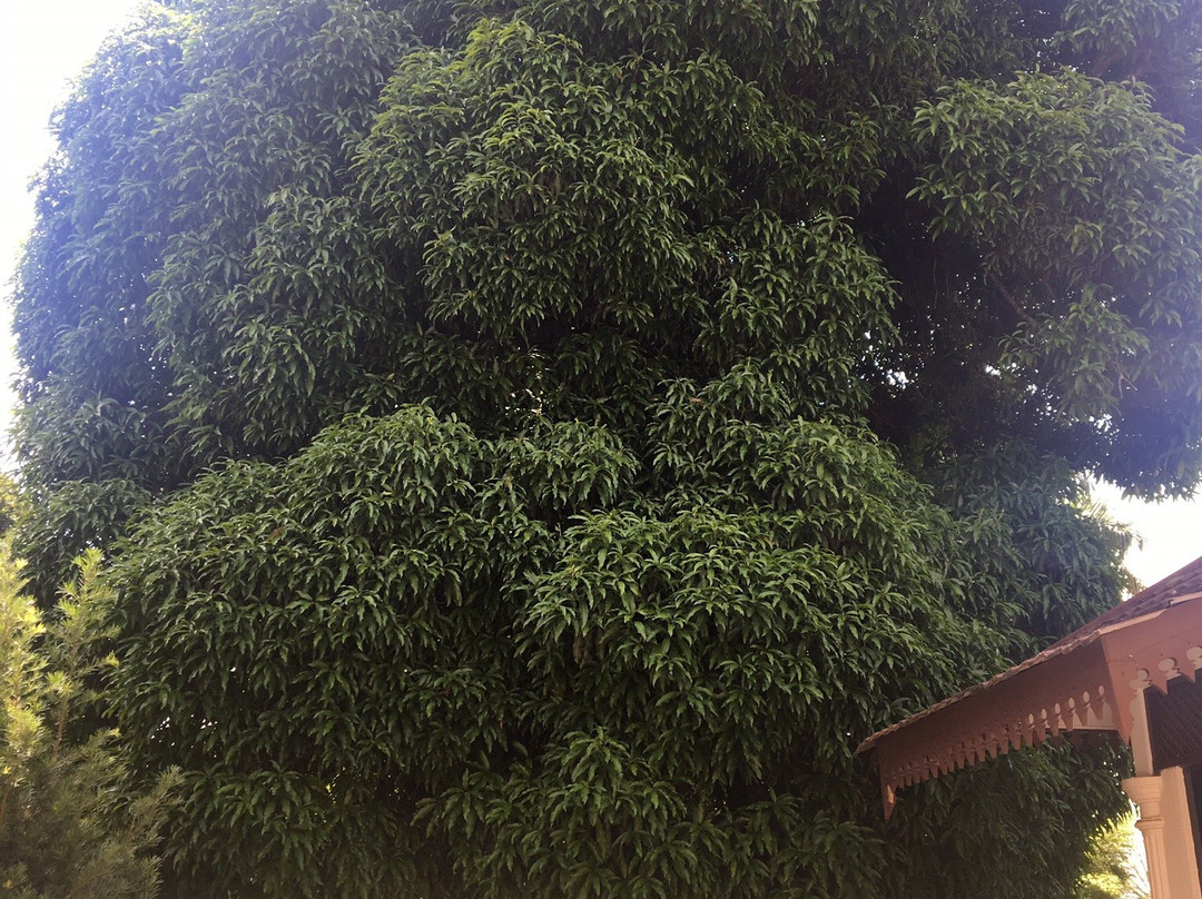 Kampung Gajah旅游攻略图片