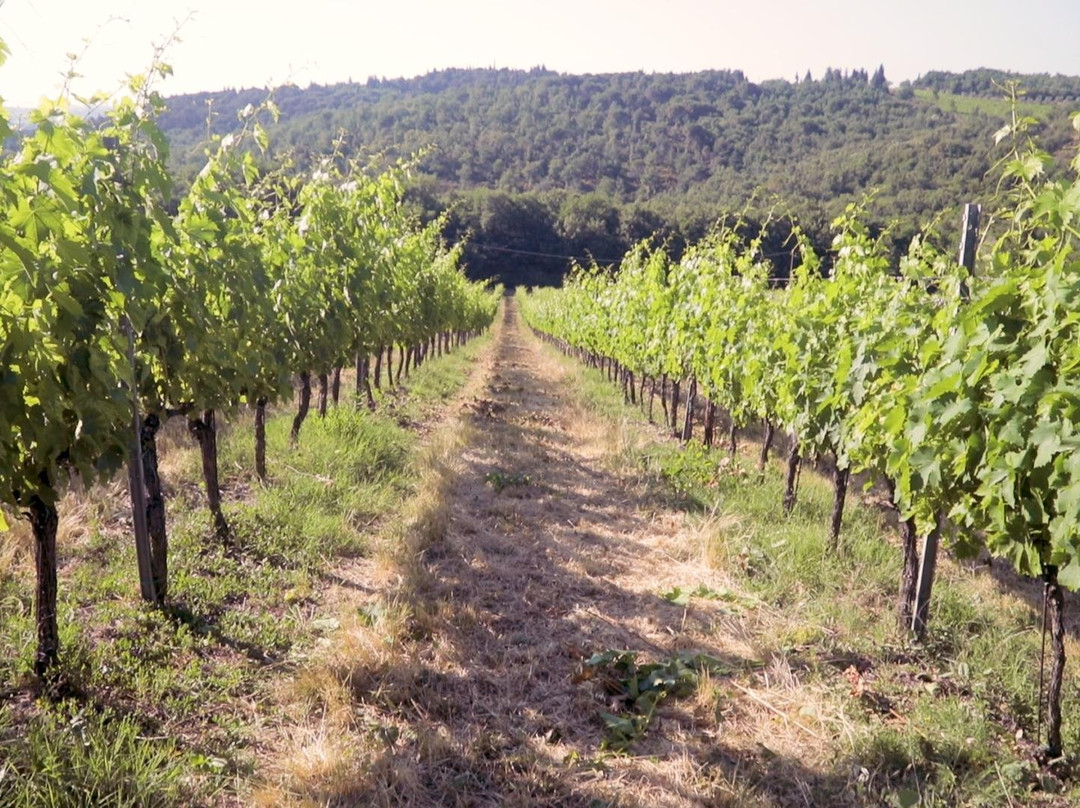 Cantine Guidi in Chianti Classico - Real Wine Experience景点图片