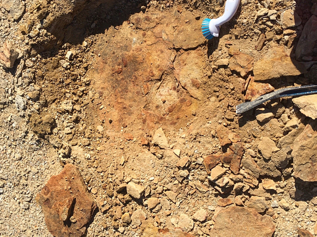 Richmond Fossil Hunting Sites-Richmond必去景点