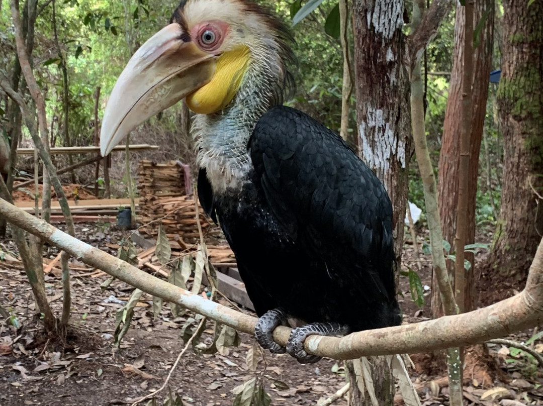 Jurung Tiga Nature Park-Pangkalan Bun必去景点