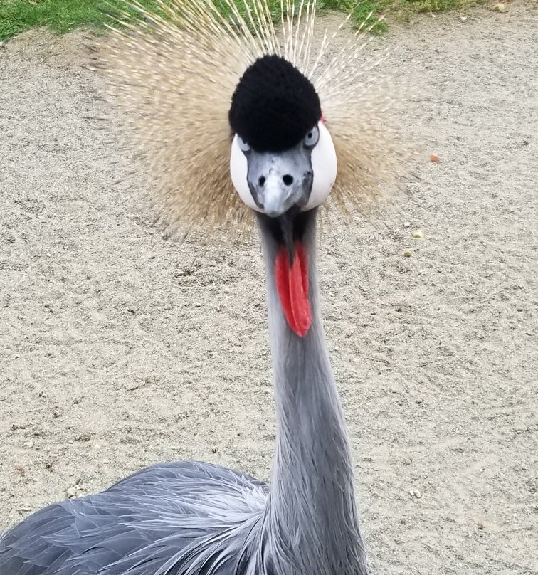 Cougar Mountain Zoo景点图片