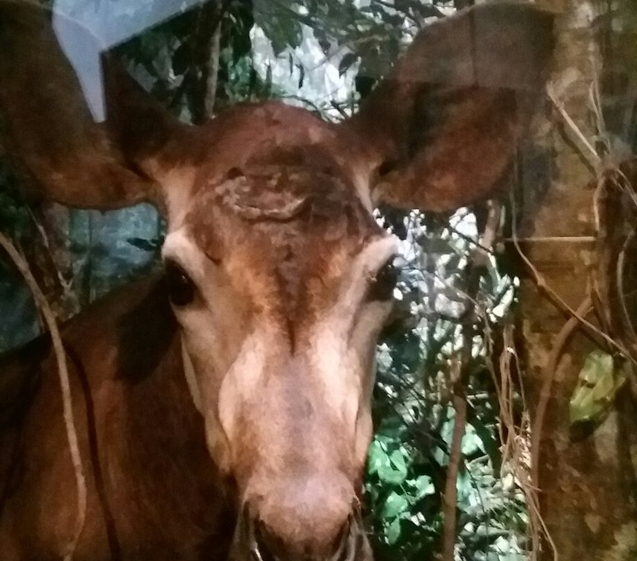 Zoologisches Museum Konig景点图片