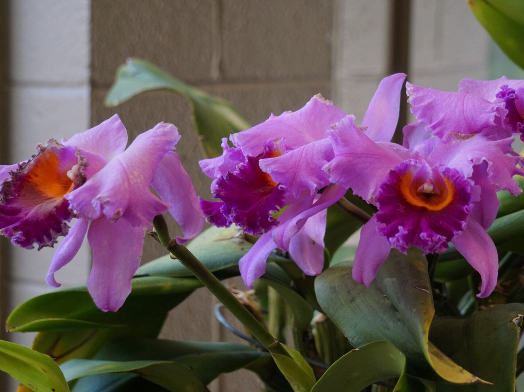 Washington Park Botanical Gardens-斯普林菲尔德必去景点