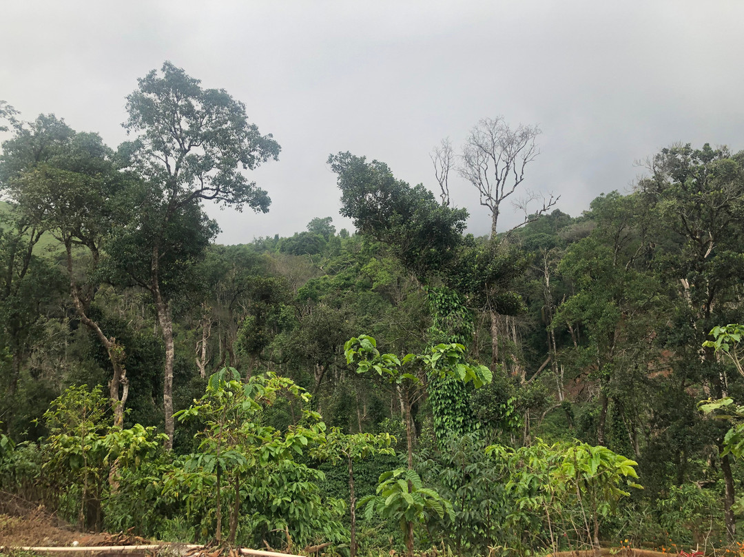 Redhouse Homestay - Hidden Valley Coorg主图