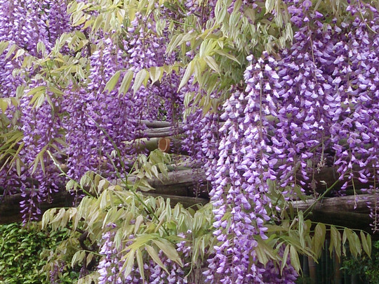 Ushijima no Fuji-春日部市必去景点