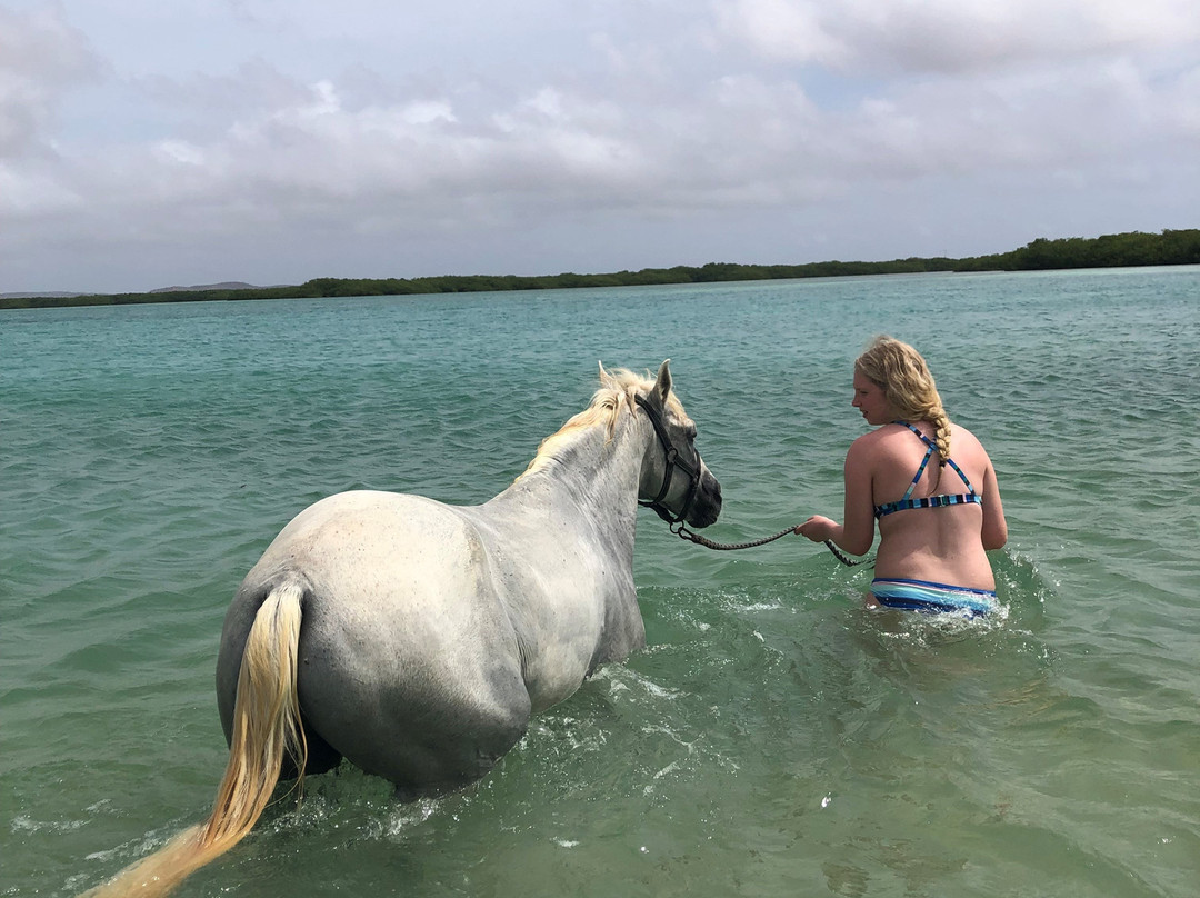 Horse Ranch Bonaire景点图片