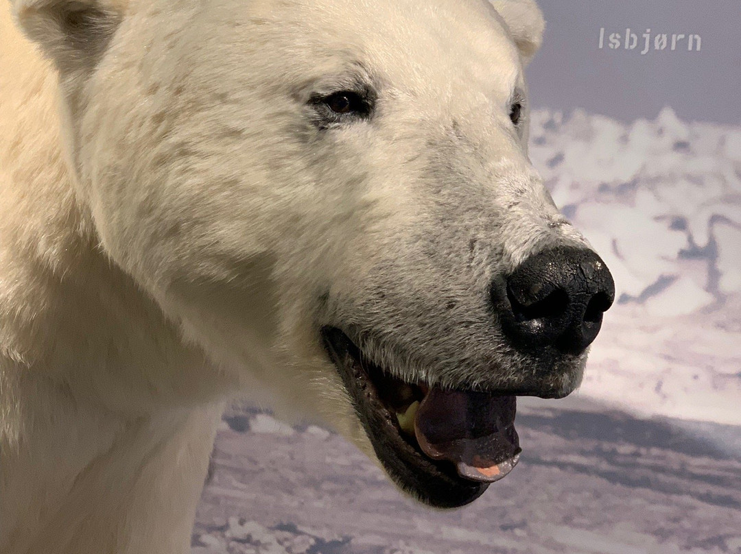 The Polar Bear Society景点图片