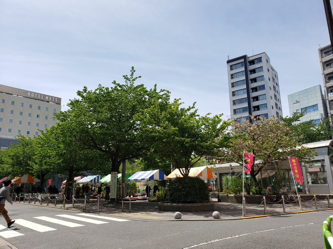 Someiyoshino Sakura Memorial Park-Komagome必去景点