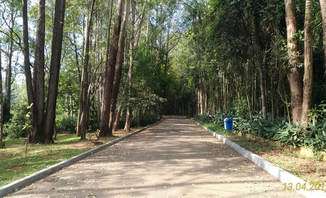 Parque Natural Municipal Chico Mendes景点图片