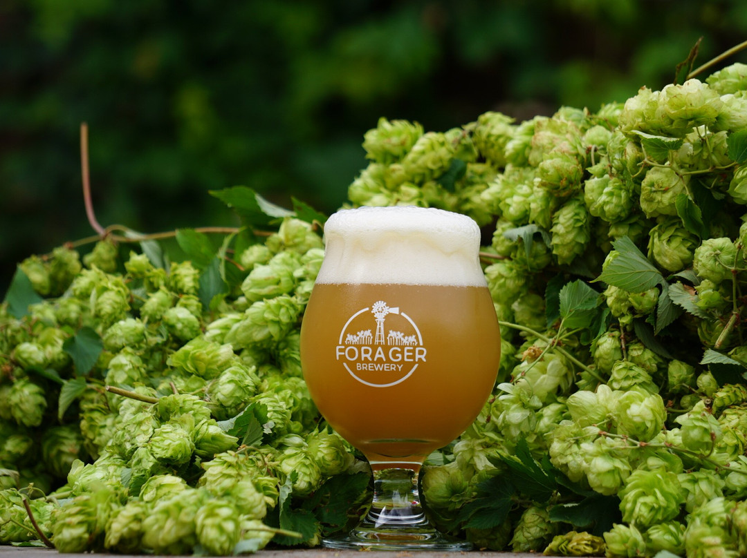 罗切斯特餐馆和美食-Forager Brewery