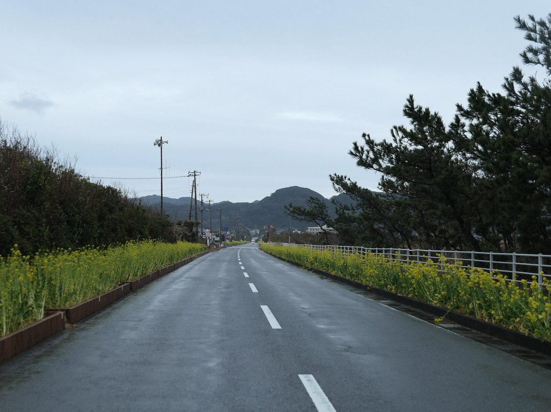Boso Flower Line-馆山市必去景点