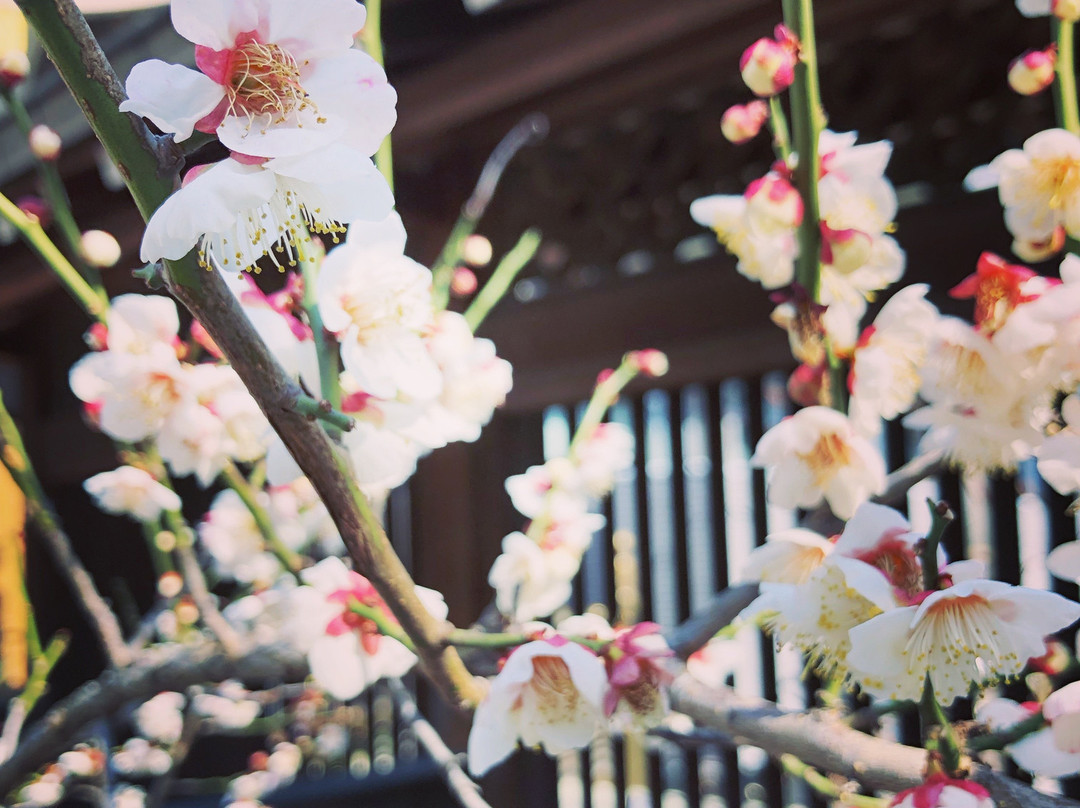 Yushima Tenjin Ume Blossom Matsuri景点图片