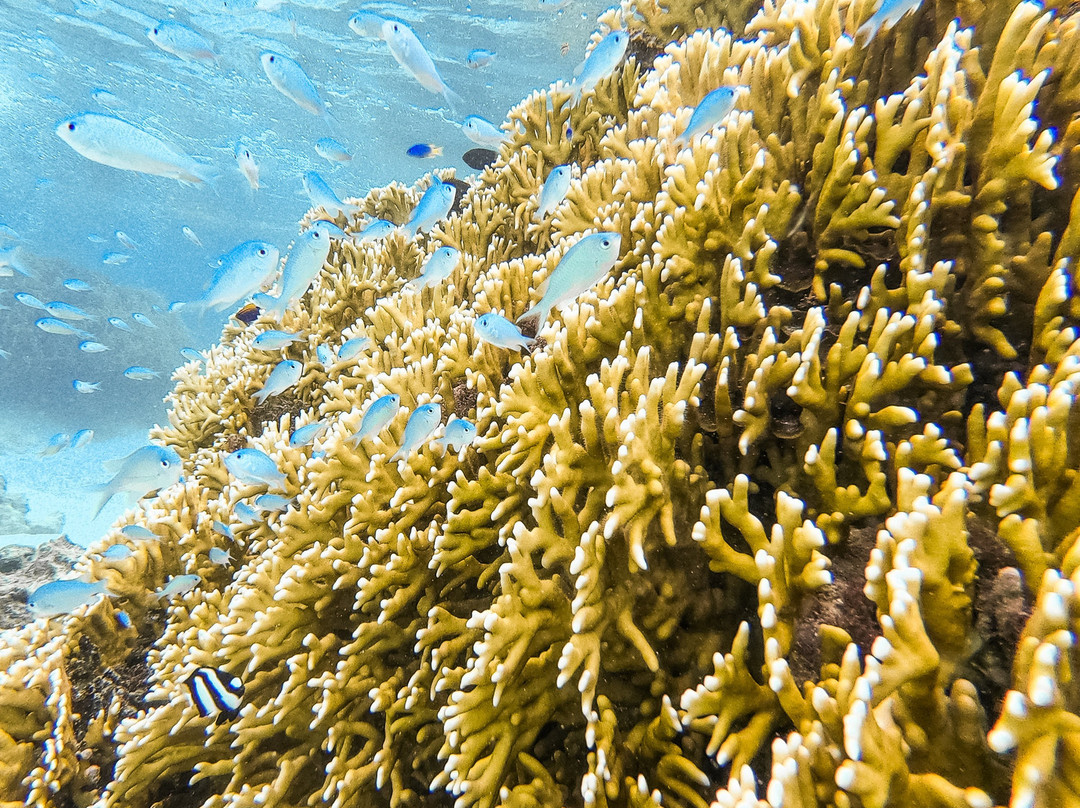 Snorkel Cook Islands-拉罗汤加必去景点
