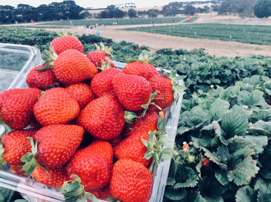Surf Coast Strawberry Fields-Mount Duneed必去景点
