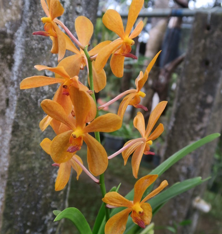 Orchid Garden Khaolak-库克卡克海滩必去景点