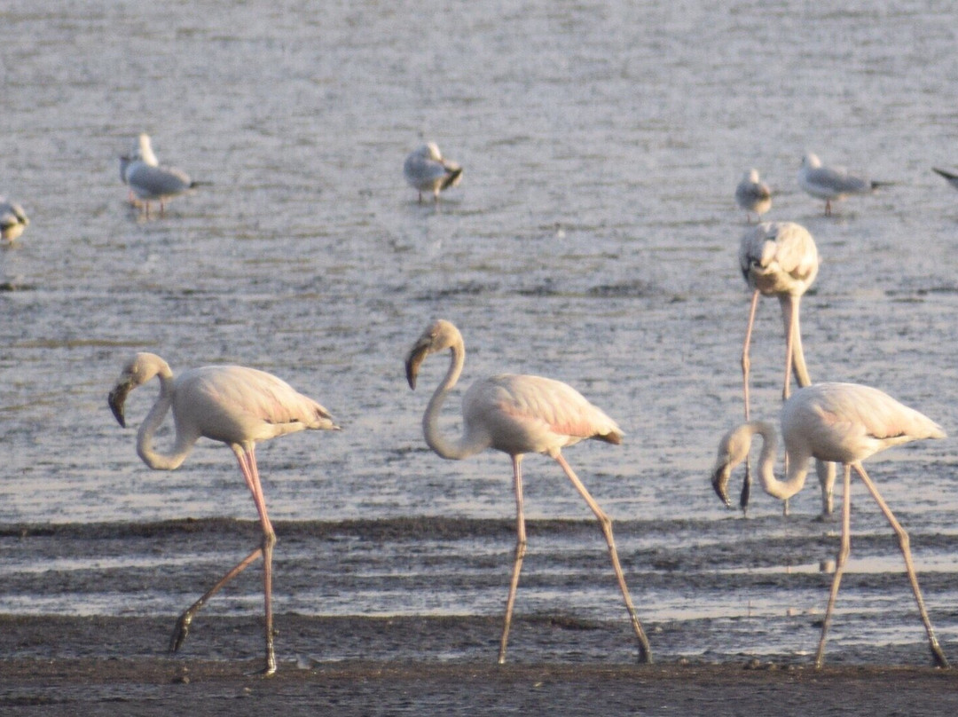 Sewri Jetty-孟买必去景点