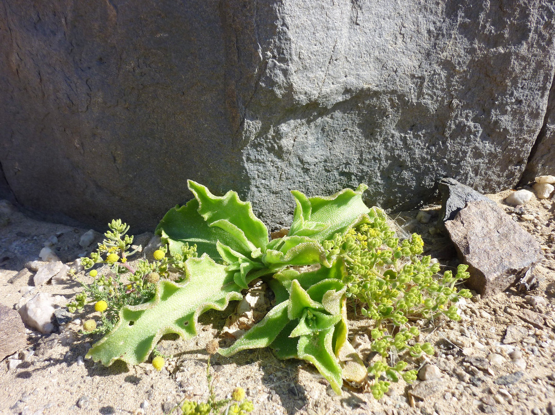 Dolphin Tours Namibia Eco Friendly Desert Tours-华维斯湾必去景点