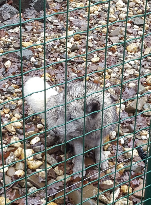 Wildpark Frankenhof-Reken必去景点