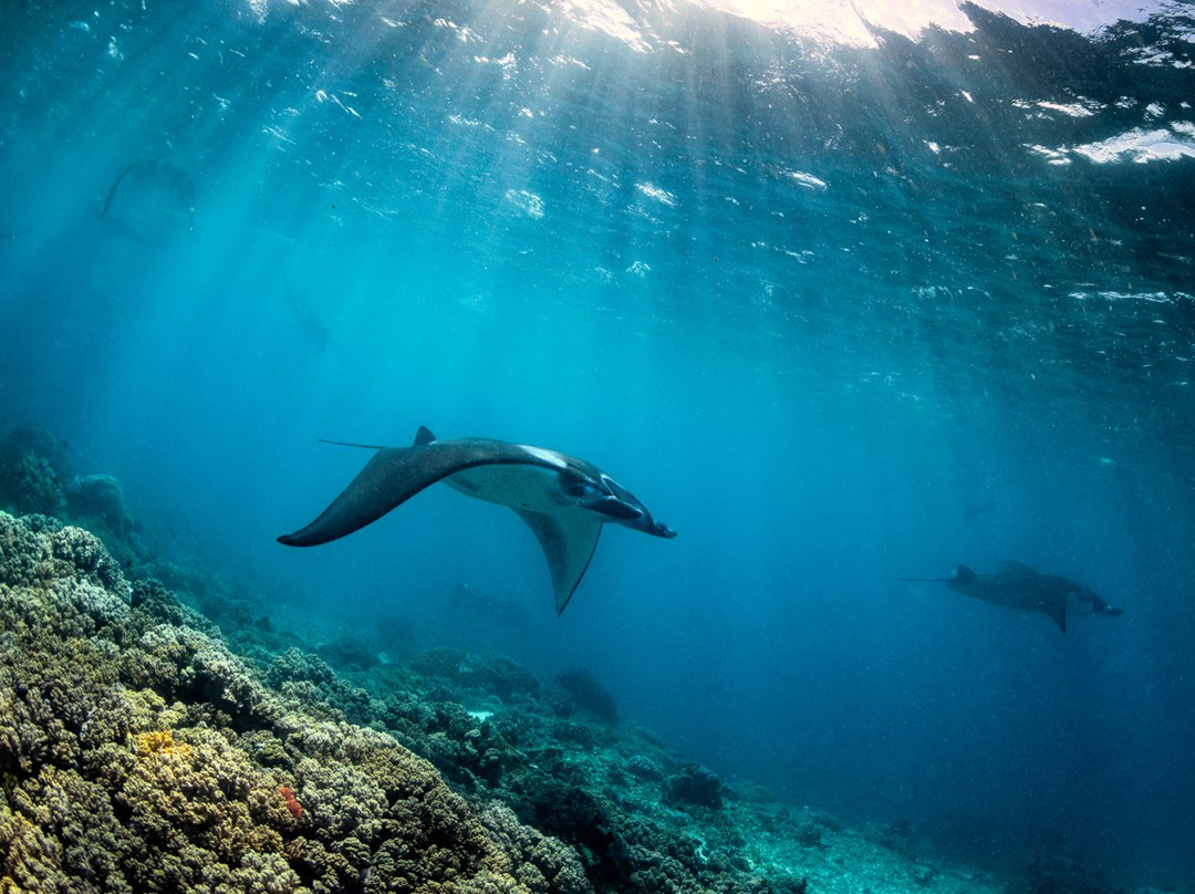 Komodo Bright Tour-登巴萨必去景点