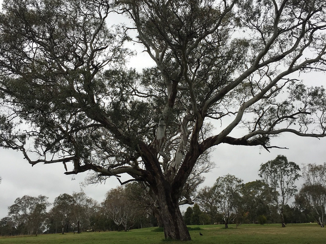 Dunkeld Arboretum-Dunkeld必去景点