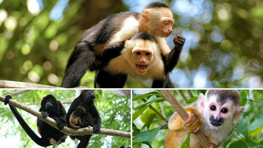 Things to do in Manuel Antonio-哥斯达黎加安东尼奥国家公园必去景点