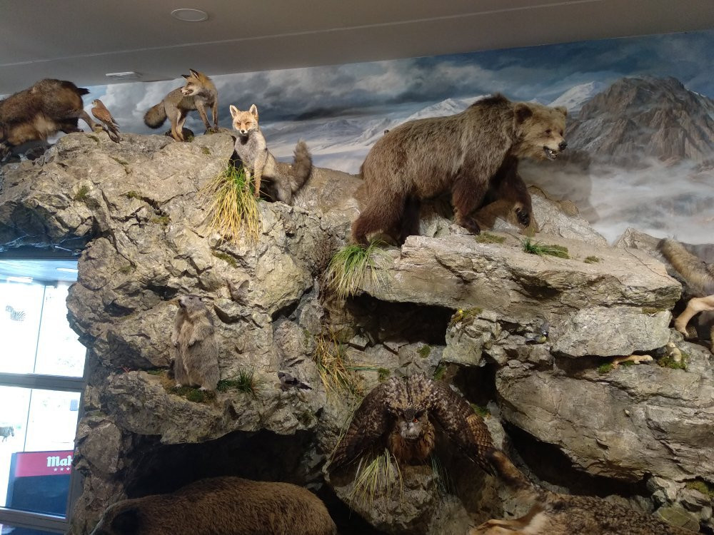 Museo de la Fauna Salvaje景点图片