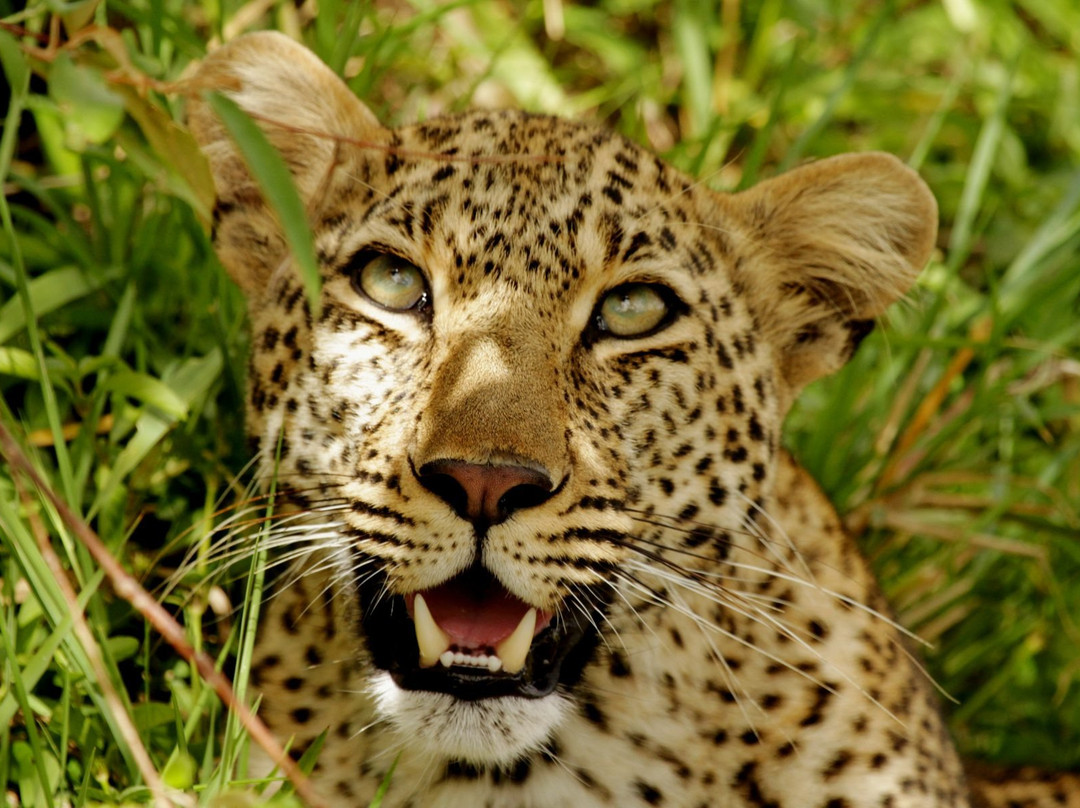 Bush Baby Safaris-内罗毕必去景点