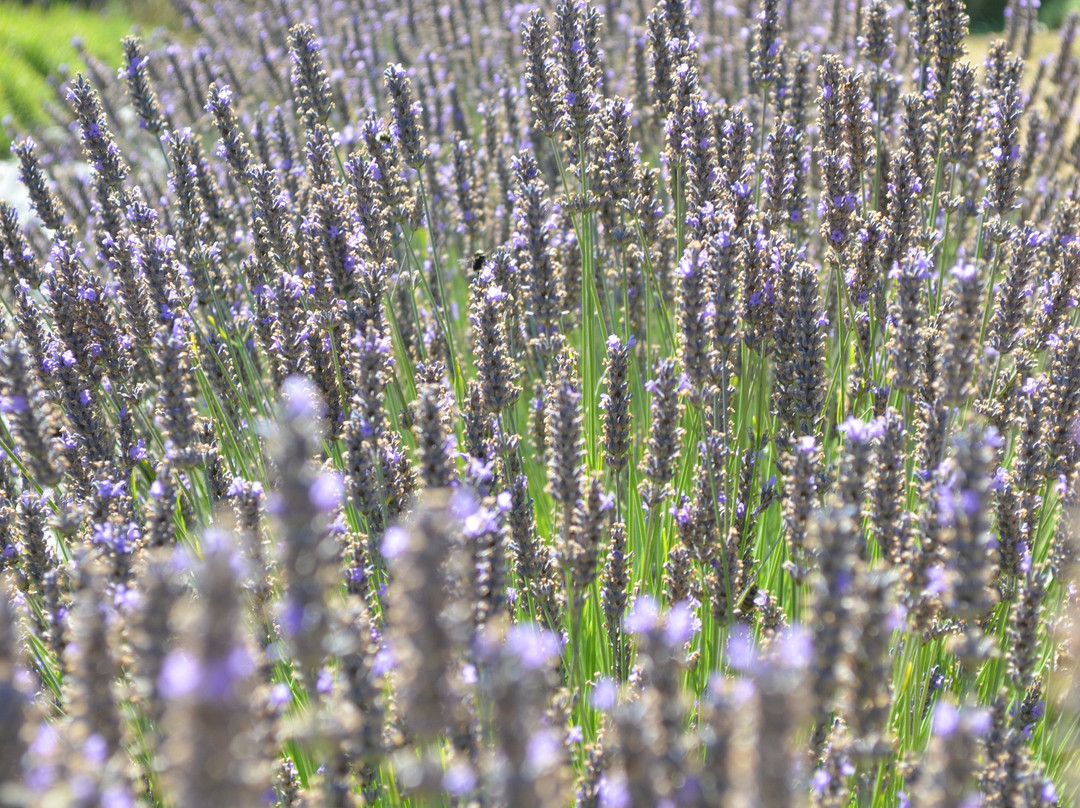 Sacred Mountain Lavender Farm景点图片