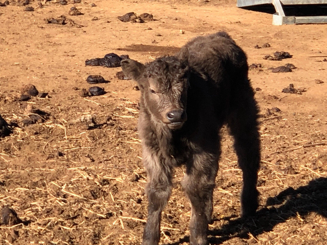 Macenmist Black Truffles & Wines-Bredbo必去景点