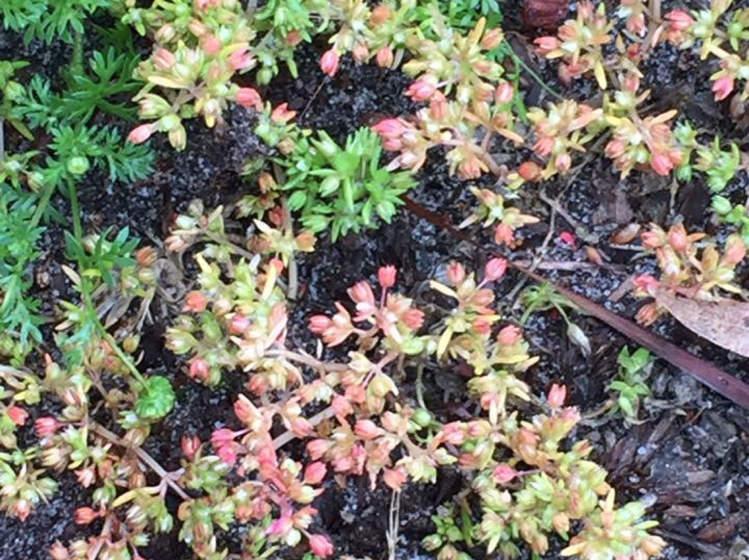 George Street Reserve-Sandringham必去景点