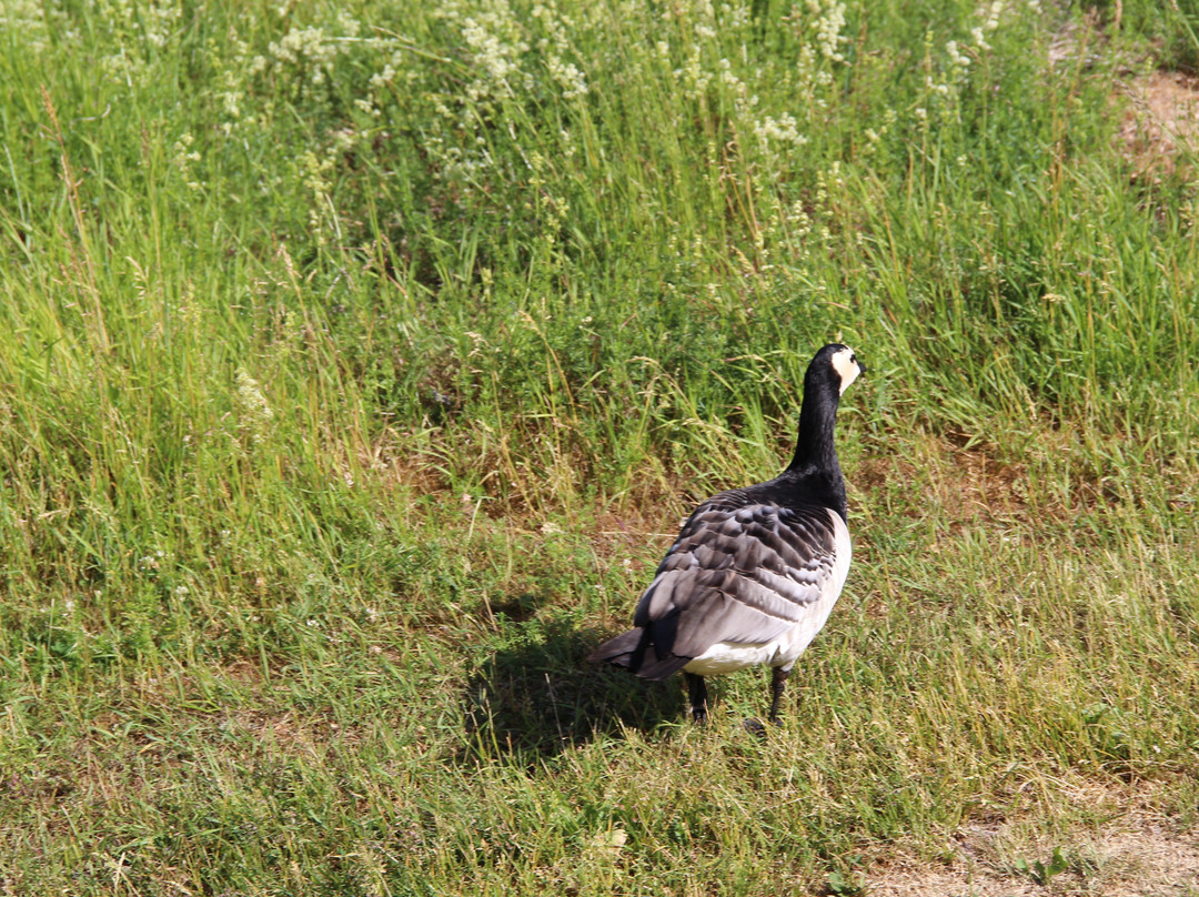 Langoeyene Island-奥斯陆必去景点