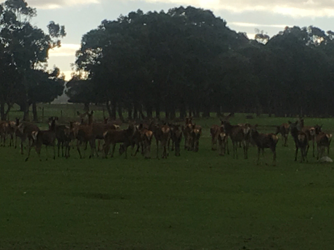 Margaret River Venison Farm-玛格丽特河必去景点