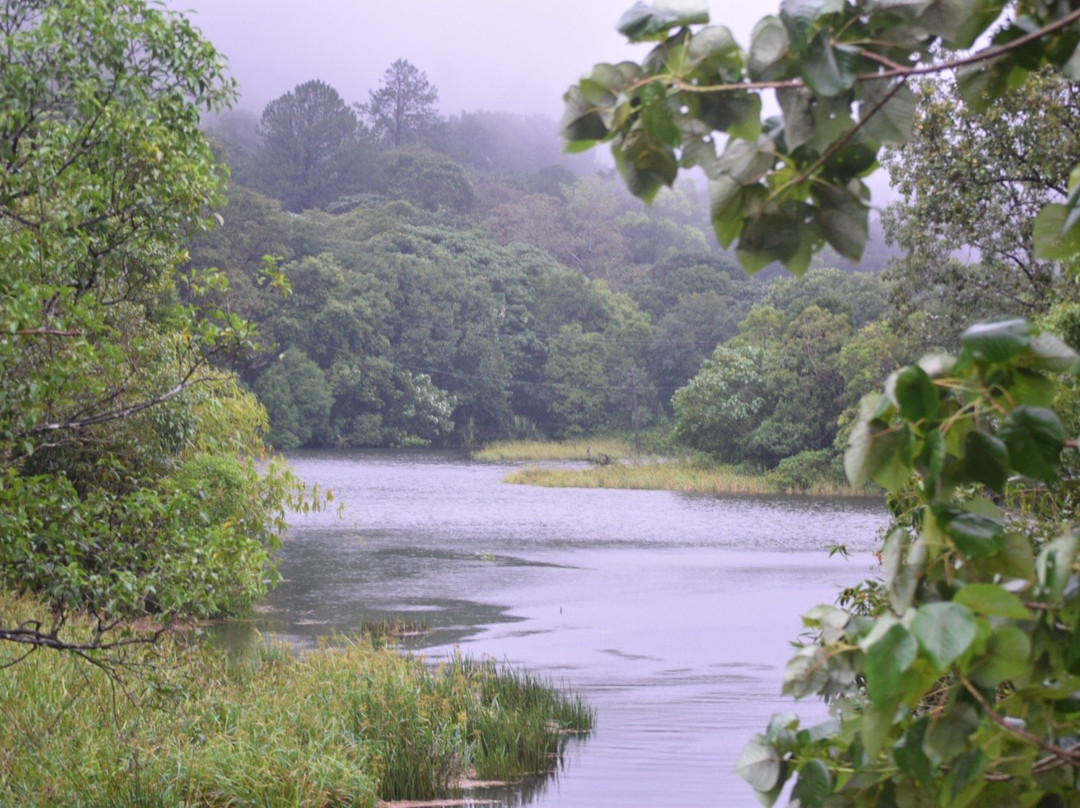 Gavi Forest景点图片