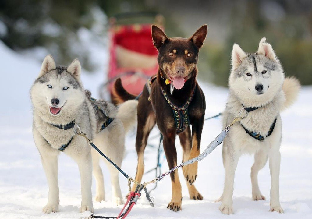 Australian Sleddog Tours-Mount Buller必去景点