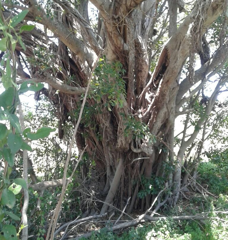 Sewefontein Wild Fig Tree Forest景点图片