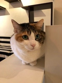 Cat Cafe Nyafe Melange-Ebisu必去景点