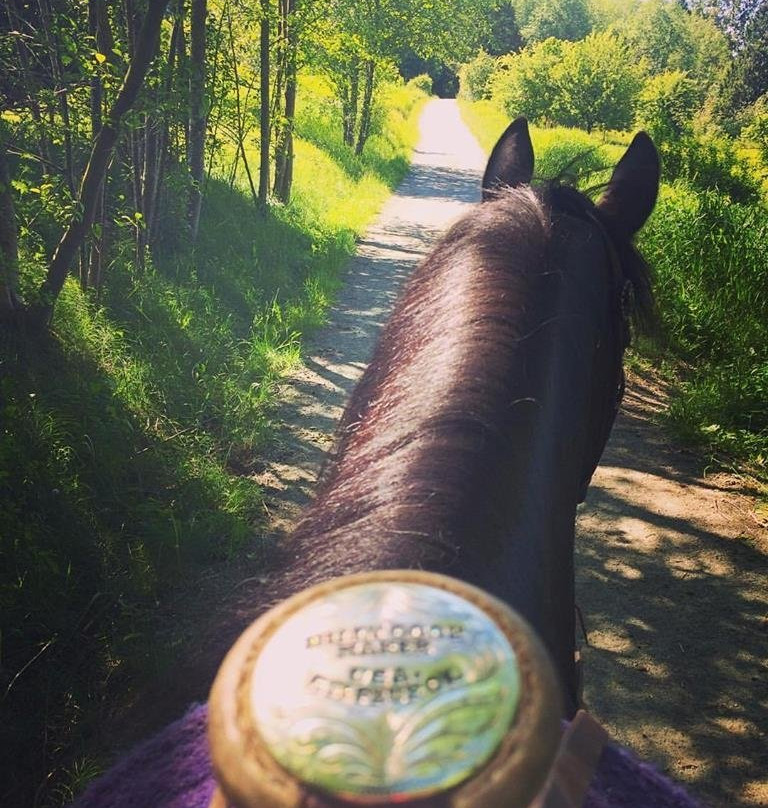 Langley 204 Horseback Riding-兰里市必去景点
