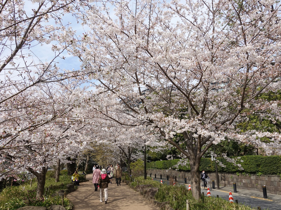 Chidoriga-fuchi Park-Kojimachi必去景点