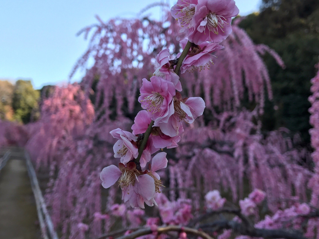 Sugawara Shrine景点图片